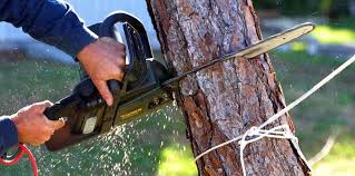 Best Hedge Trimming  in Lapwai, ID