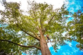 Best Hazardous Tree Removal  in Lapwai, ID